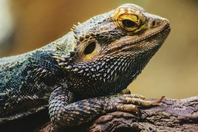 Close-up of lizard