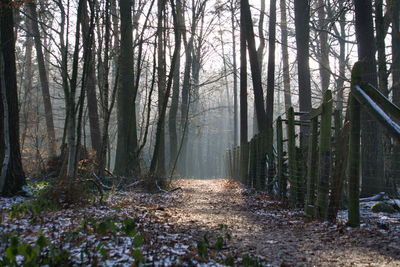 Trees growing in forest