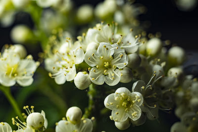 Close-up of white flowering plant