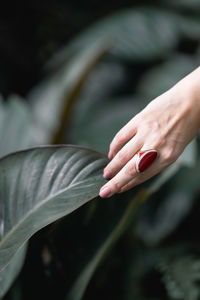 Cropped hand of woman holding plant