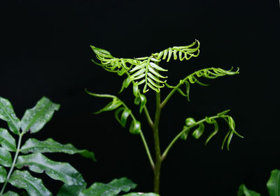 Close-up of insect on plant at night