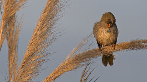 Bird perching on a plant against the lake