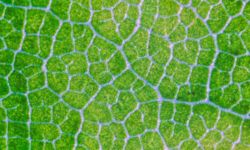 Full frame shot of green leaf