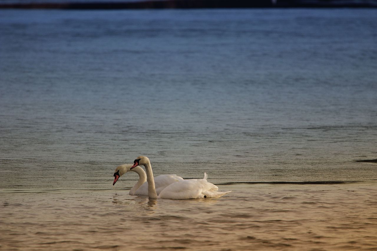 water, animal themes, animal, swan, animals in the wild, animal wildlife, vertebrate, bird, sea, swimming, nature, group of animals, no people, water bird, waterfront, mute swan, zoology, day, togetherness, cygnet, animal family