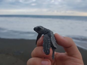 Turtle in hand