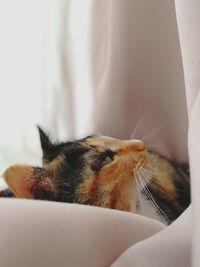 Close-up of cat sleeping