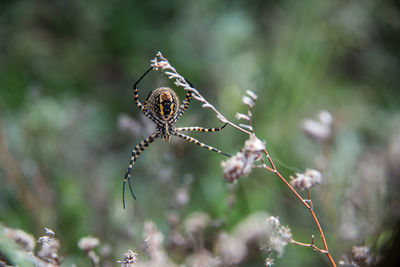 Close-up of flowering plant against blurred background