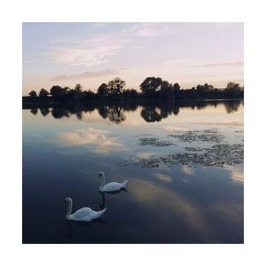 Swans swimming in lake against sky during sunset