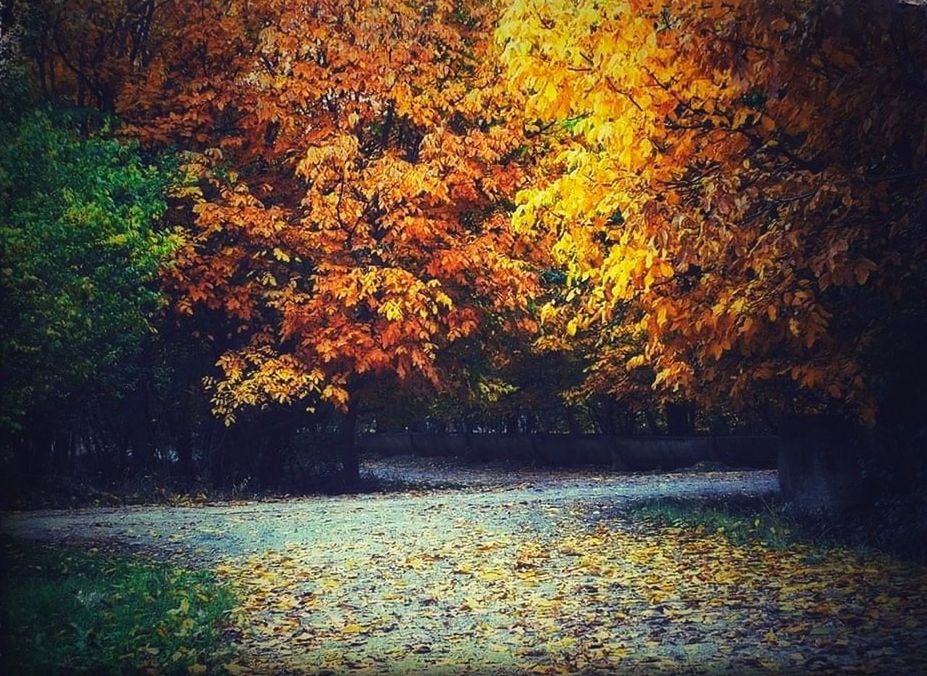 autumn, tree, plant, leaf, plant part, nature, beauty in nature, sunlight, tranquility, no people, orange color, scenics - nature, tranquil scene, land, day, reflection, growth, forest, outdoors, morning, falling, water, idyllic, yellow, park, environment, autumn collection, non-urban scene, auto post production filter