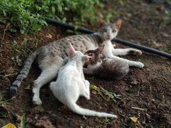 View of cat on field