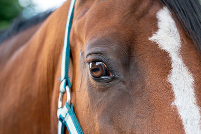 Close-up of horse