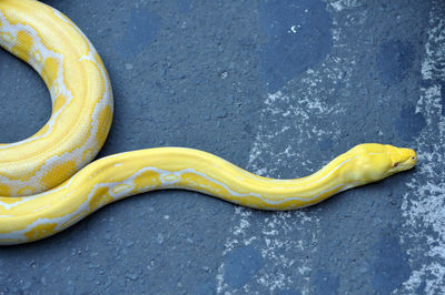 High angle view of yellow snake on street