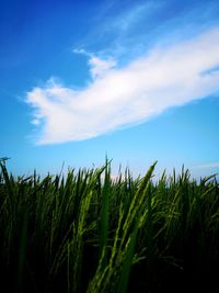 View of stalks in field against cloudy sky