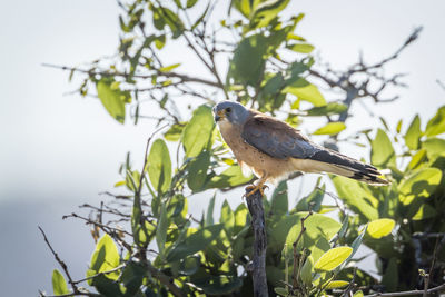 Bird perching on a tree