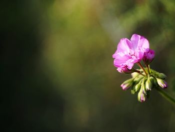 Close-up of pink rose blooming outdoors