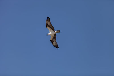 Low angle view of eagle flying against clear blue sky