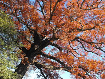 Low angle view of tree against sky during autumn