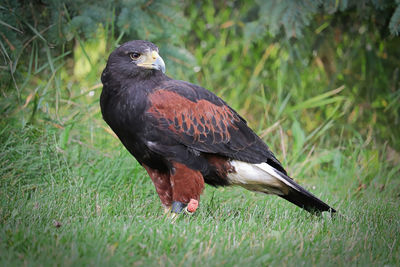 Side profile of a harris's hawk on the grass