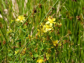 Close-up of yellow flowering plants on field