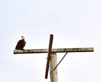 Low angle view of birds against clear sky