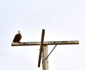 Low angle view of bald eagle on wooden pole