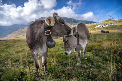 Horses on grass against sky