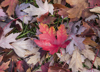 High angle view of red maple leaves