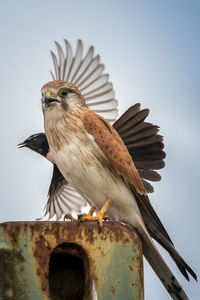 Close-up of a bird against clear sky