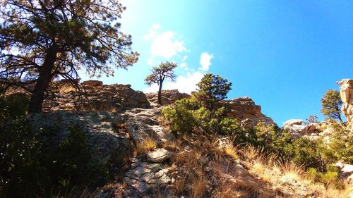 Trees on landscape against blue sky