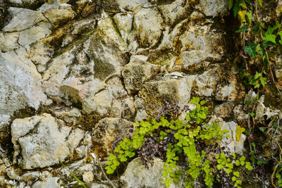 Full frame shot of plants growing on rock