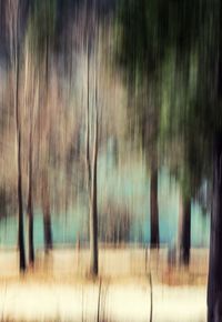 Close-up of wet trees in rainy season