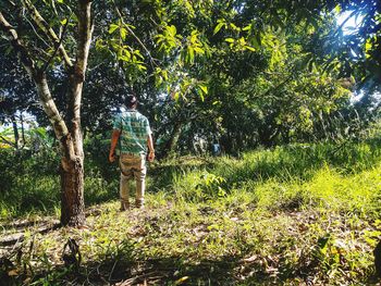 Rear view of man walking by trees in forest