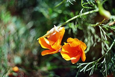 Close-up of yellow flower