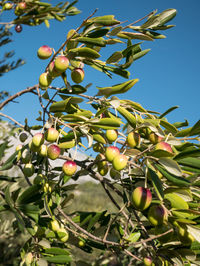 Low angle view of berries growing on tree against sky