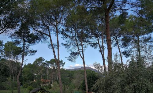 Trees in forest against sky