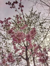 Low angle view of bird on tree against sky