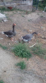 High angle view of birds on field