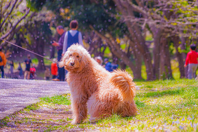 Dog standing on field