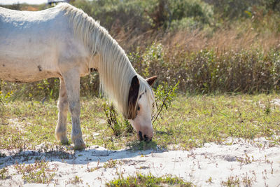 Horse grazing in a field