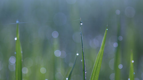 Close-up of dew drops on spider web