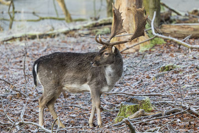 Deer standing on field