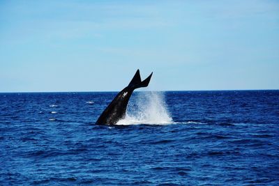 Whale swimming in sea