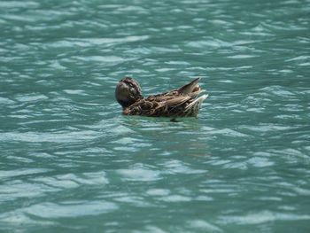 Turtle swimming in sea