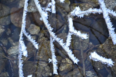 Close-up of icicles