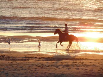 Man riding horse on shore during sunset