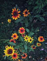 High angle view of yellow flowers