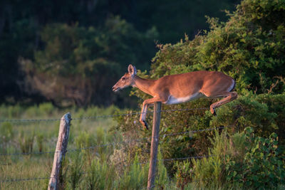 Deer on field