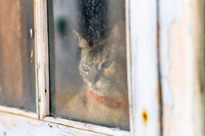 Cat looking thoughtfully , alone through the window looking out, concept of thinking 