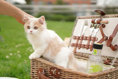 Close-up of white cat in basket