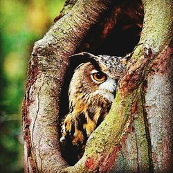 Close up of a bird on tree trunk